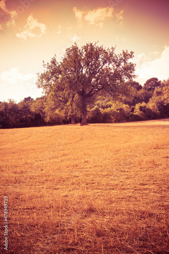 Isolated tree in a golden tuscany wheat field -  Italy  - toned image