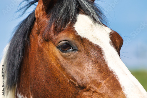 Horse piebald portraits head, close-up of oblique front section of the right eye and the forehead area. Photo in color outside with sky in the background..