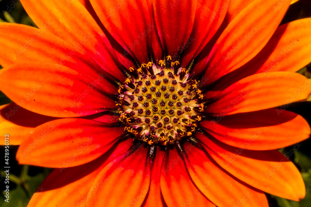 A deep orange Cape Marguerite daisy , macro image A deep orange Cape Marguerite daisy , macro image