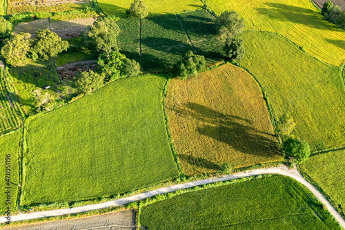 Aerial image of ripen rice fileds in Ta Pa, Bay Nui , An Giang - Vietnam photo