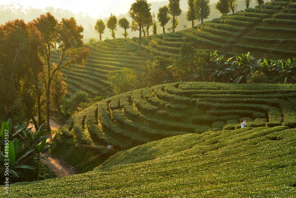 Fototapeta premium Fresh Tea plantation in the morning Northern of Thailand