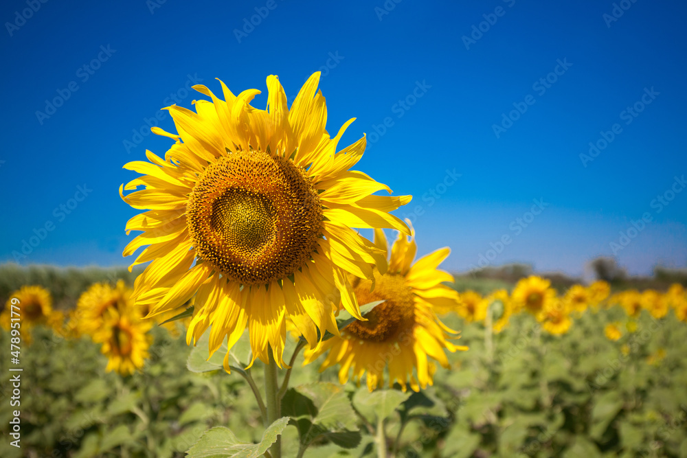 sunflower in the field sunflower in the field