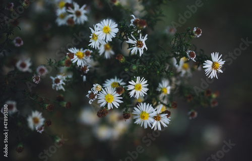 Small White Daisy Flowers In An Autumn Garden