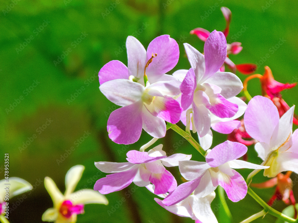 Obraz premium pink orchid flowers