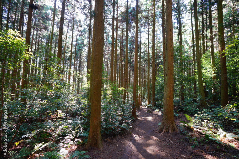 a refreshing cedar forest in the sunlight