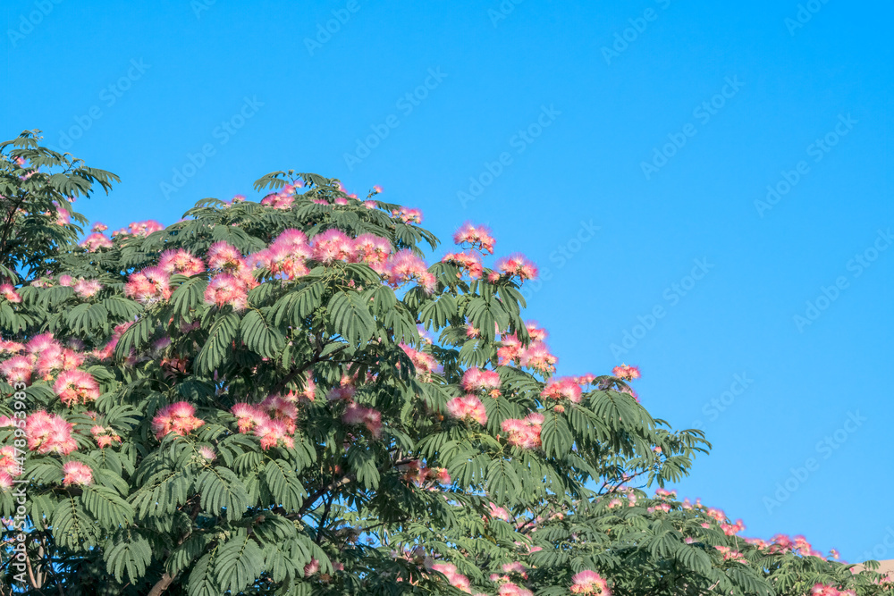 Persian Silk Tree (Albizia julibrissin) in park, Republic of Dagestan, Russia