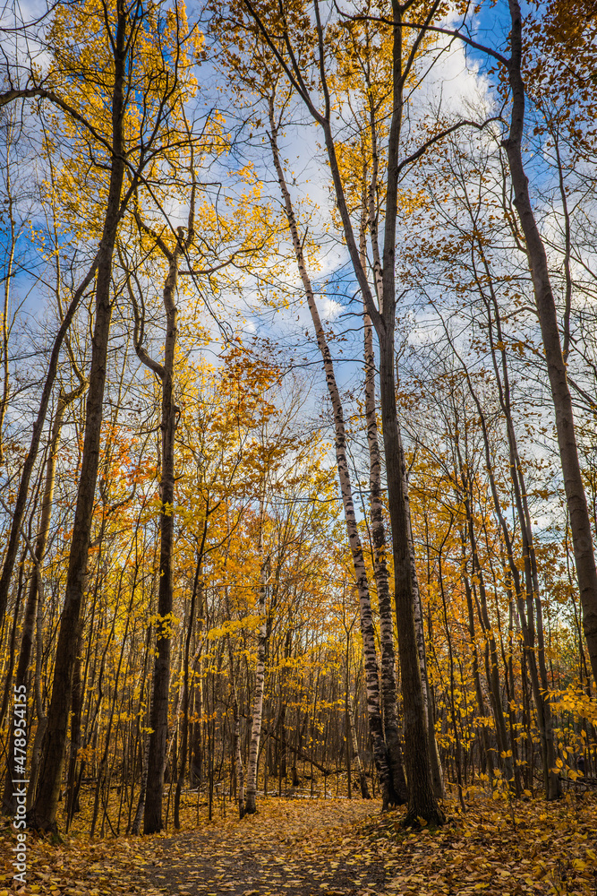 Hiking in the woods during fall in Mont Saint Bruno National Park, in Monteregie region of Quebec, Canada Hiking in the woods during fall in Mont Saint Bruno National Park, in Monteregie region of Quebec, Canada