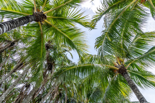 Coconut Palm tree on a blue sky  tropical island background. Travel holiday island nature card. Palm tree leaf on sky background. High quality photo