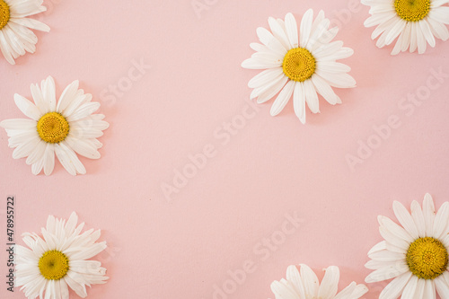 Abstract floral background. Chamomile flower buds on pink background with copy space. Flowers and petals. Delicate aesthetic template