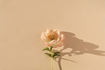 Elegant aesthetic peony flower with sunlight shadows on neutral peachy beige background