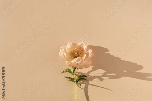 Elegant aesthetic peony flower with sunlight shadows on neutral peachy beige background