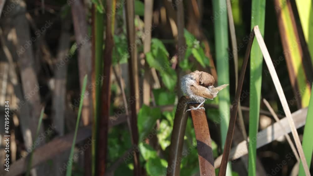 scaly-breasted munia or spotted munia. scaly-breasted munia or spotted munia.