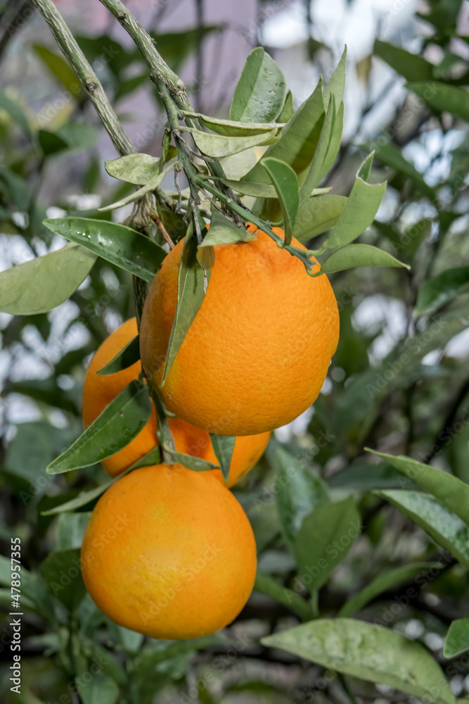 Sweet Orange (Citrus sinensis) in orchard, Abkhazia Sweet Orange (Citrus sinensis) in orchard, Abkhazia