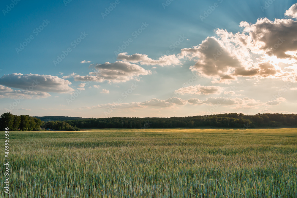 A field with ripening wheat (bread) is a large and beautiful sky with clouds.