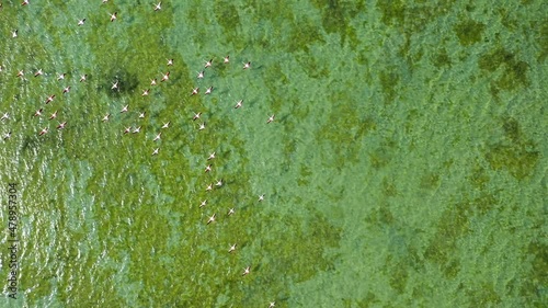 4K: Top view of Flamingos birds flying over the Umm Al Quwain Mangrove Beach in the United Arab Emirates photo