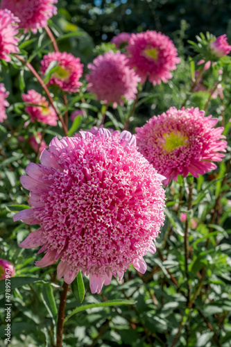 China Acter  Callistephus chinensis  in garden