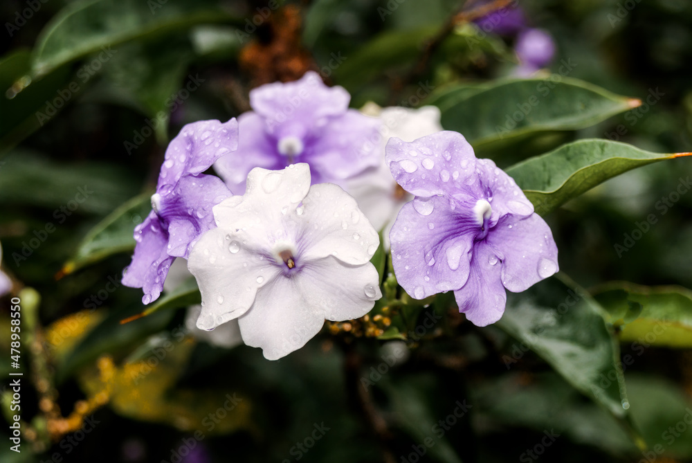 Yesterday-today-and-tomorrow (Brunfelsia pauciflora) in park, Nicaragua Yesterday-today-and-tomorrow (Brunfelsia pauciflora) in park, Nicaragua