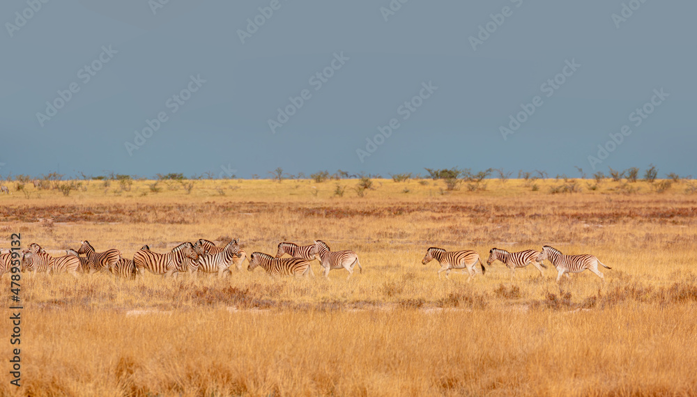 Group of zebras on the yellow meadow at Etosha national park - Namibia Group of zebras on the yellow meadow at Etosha national park - Namibia