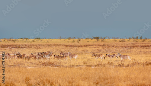 Group of zebras on the yellow meadow at Etosha national park - Namibia