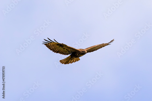 Buzzard in flight with spread wings against blue sky