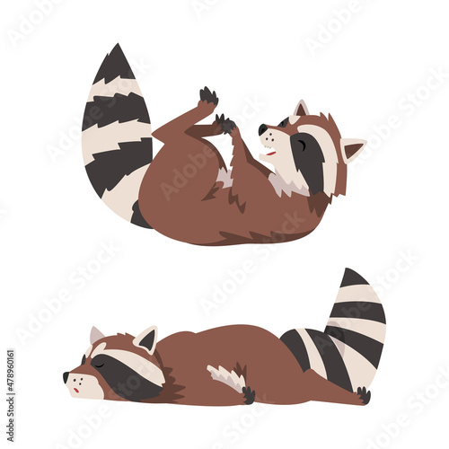 Funny Raccoon with Striped Tail Rolling on Its Back and Lying Vector Set
