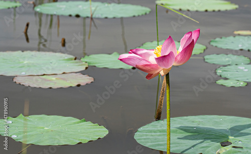 Single sacred lotus flower in full bloom. Selective focus points. Blurred background