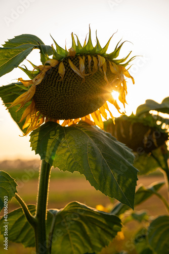 Sunflower detail
 photo