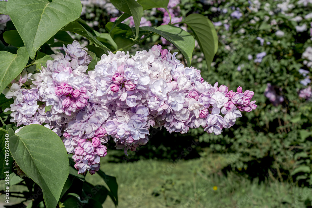 Common Lilac (Syringa vulgaris) in park, Central Russia Common Lilac (Syringa vulgaris) in park, Central Russia