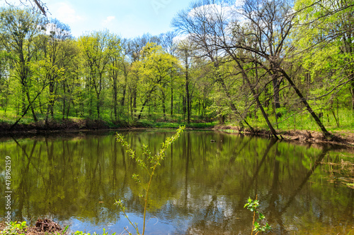 View of a beautiful lake in a green forest