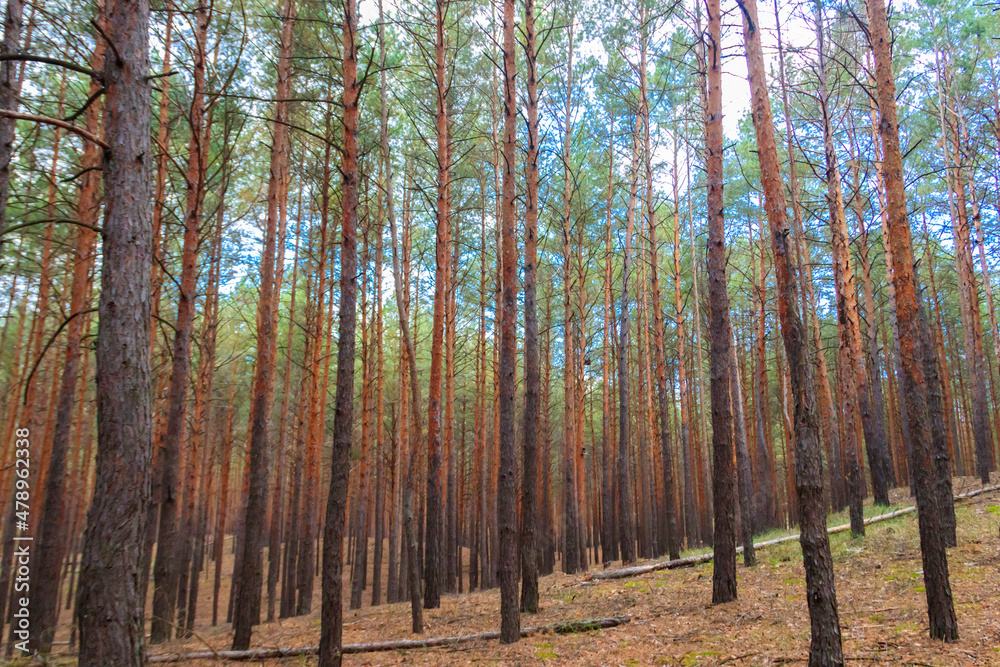 View of a pine forest at autumn View of a pine forest at autumn