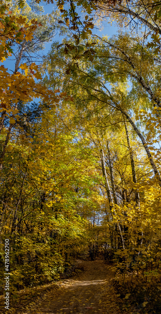 Fototapeta premium Golden fall. Deciduous forest in Central Russia