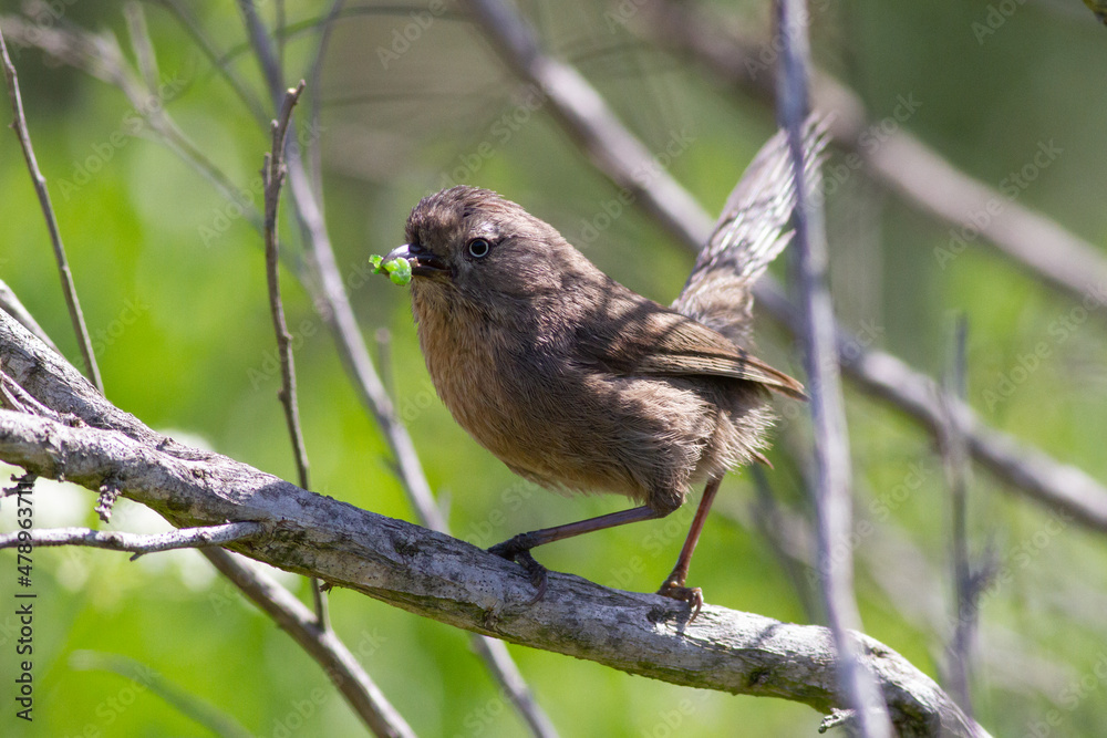 Wrentit With Food Wrentit With Food