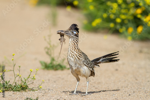 Proud Roadrunner photo