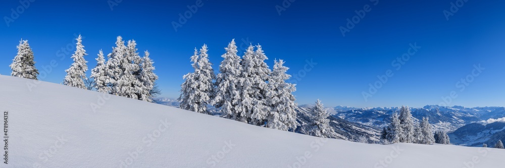 Frozen trees on the edge of Rigi Frozen trees on the edge of Rigi