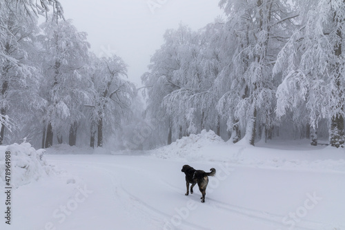 snowy trees all white and one dog