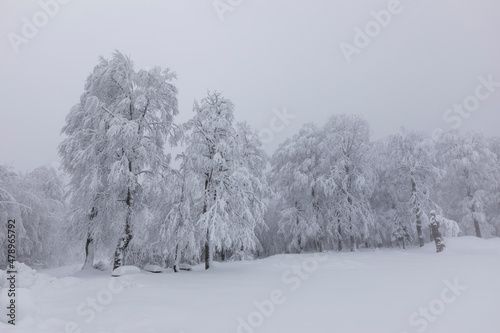 snowy trees all white amazing snow view, Kartepe, Kocaeli, Turkey © kenan