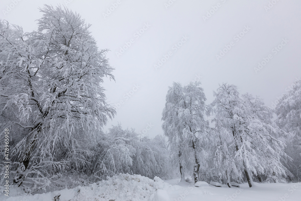 snowy trees all white amazing snow view, Kartepe, Kocaeli, Turkey snowy trees all white amazing snow view, Kartepe, Kocaeli, Turkey