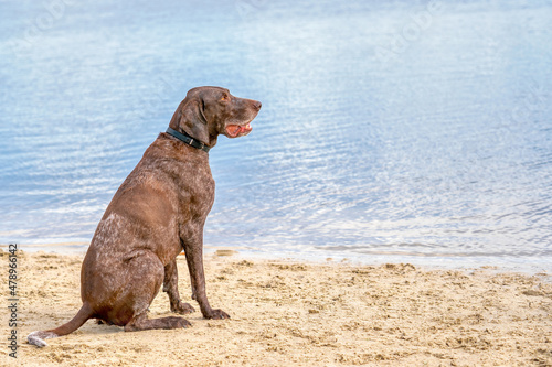 German Shorthaired Pointer, GSP dog sits on the beach of a lake during a summer day. He stares into the distance over the water