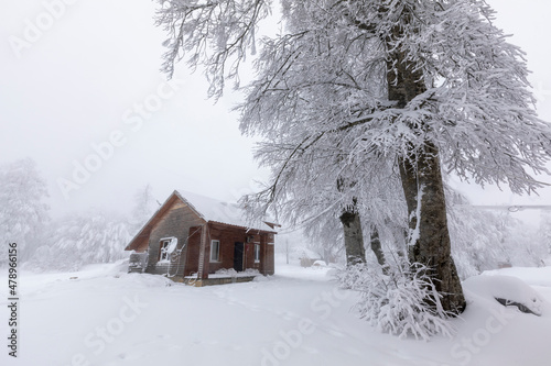 snowy trees all white and one house © kenan