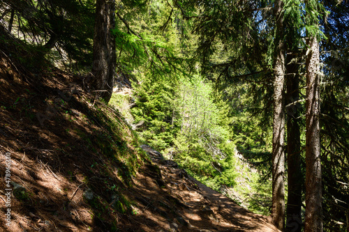 A path in an undergrowth in the Mont Blanc massif in Europe  France  the Alps  towards Chamonix  in summer  on a sunny day.