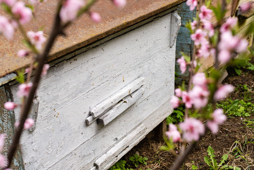 Beehives made of wood and blue styrofoam stand in a meadow. The crocuses are blooming. It's spring. Beehives made of wood and blue styrofoam stand in a meadow. The crocuses are blooming. It's spring.