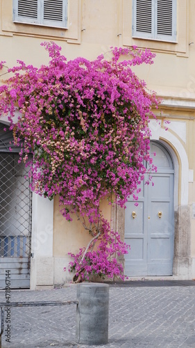 flowers in front of a house