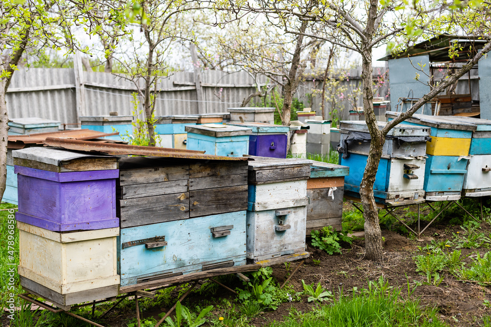 Rows of hives under branches with cherry blossoms. Apiary in the spring in aperil. Honeybees collecting pollen from white flowers in garden. Rows of hives under branches with cherry blossoms. Apiary in the spring in aperil. Honeybees collecting pollen from white flowers in garden.