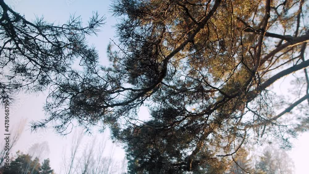 Green needles growing on long pine tree branches on coniferous forest under clear blue sky close low angle view slow motion