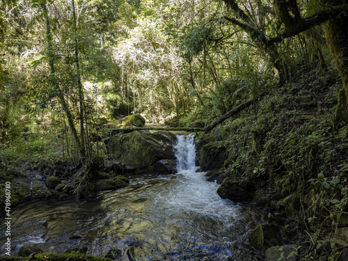 Interior of a rainforest in the San Gerardo de Dota area, Costa Rica © vladislav333222