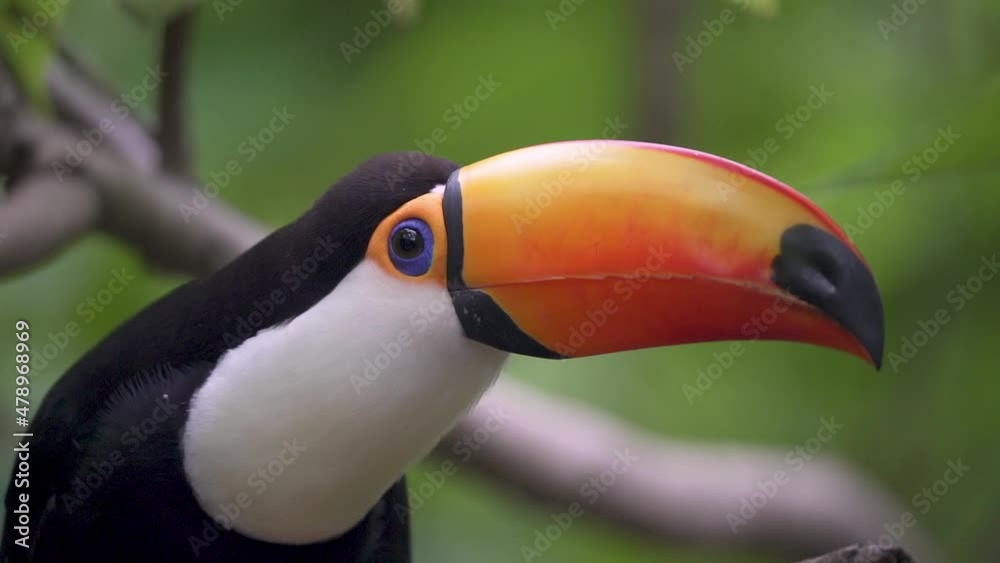 Close up shot of a Ramphastos Toco perching on a branch and looking around. Slow motion Close up shot of a Ramphastos Toco perching on a branch and looking around. Slow motion