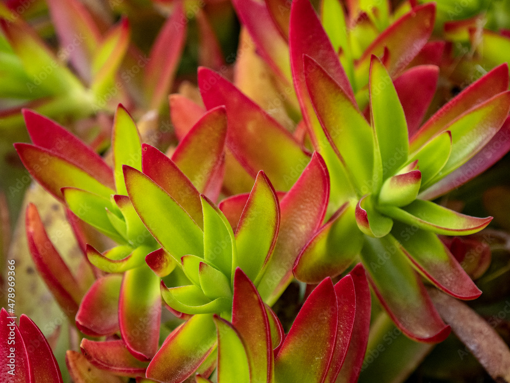 Beautiful succulent shefler. Los Lagos. Costa Rica Beautiful succulent shefler. Los Lagos. Costa Rica