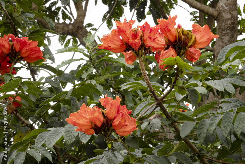 Beautiful red flowers of tropical vegetation of Costa Rica
