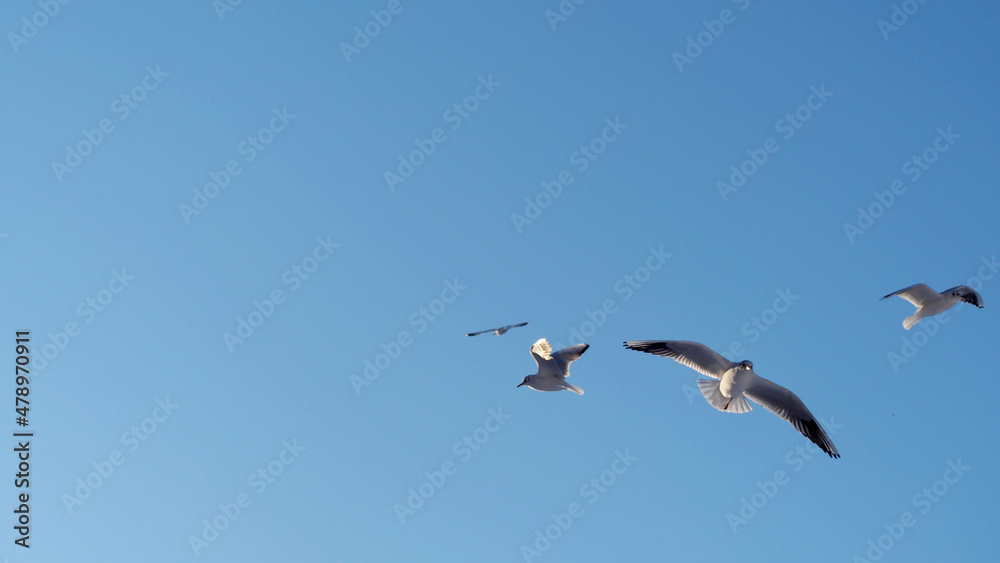 three seagulls are flying in the sky on a blue background. seabirds