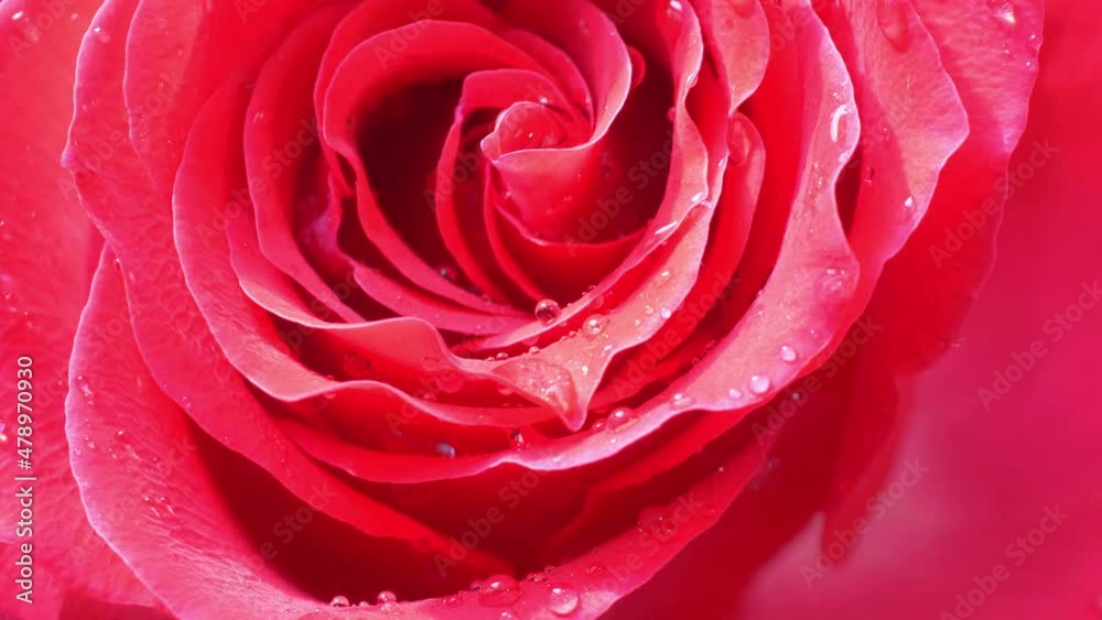 Rotating rose in the bouquet in 4k Rotating rose in the bouquet in 4k